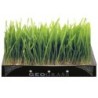 GeoGrass Kit pentru creșterea ierbii de grâu